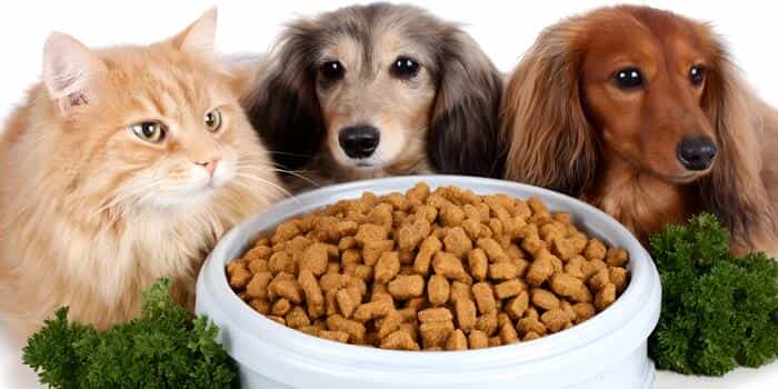 A cat and two dachshund dogs eagerly looking at a bowl of dry pet food surrounded by fresh parsley.